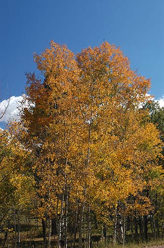 Colorado Fall photo